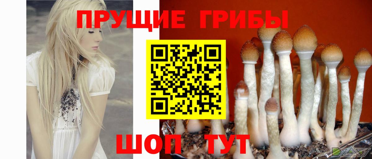 Псилоцибиновые грибы прущие грибы  цены наркотик  Щёлково  Вход с VPN 